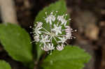 Dwarf ginseng